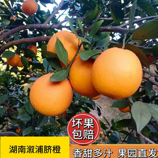 送礼年货橙子湖南溆浦纽荷尔脐橙当季应季新鲜水果多汁手剥现摘橙