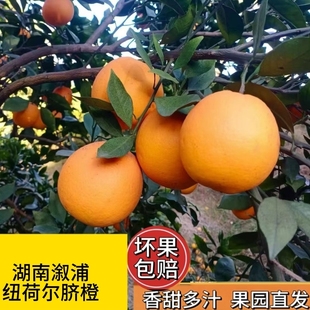 湖南溆浦脐橙正宗纽荷尔水果新鲜当季整箱橙子榨汁专用年货送礼