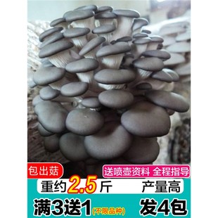 阳台种植采掉还 蘑菇种植包平g菇蘑菇菌包菌种菌菇种植包家庭四季