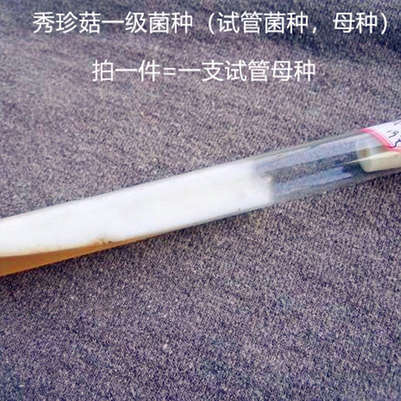 秀珍菇姬菇榆黄菇菌种一级试管种母种小平U菇原种栽培种