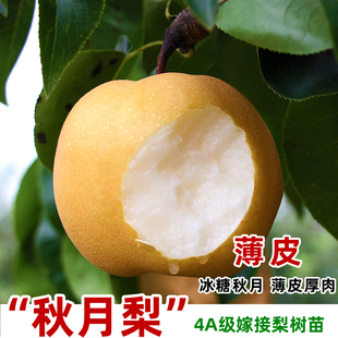 冰糖秋月梨树苗嫁接特大晚熟北南方种植盆栽地栽当年结果果树果苗