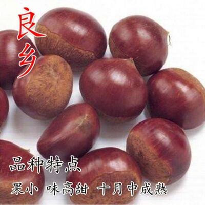 良乡耐寒板栗苗嫁接大红袍