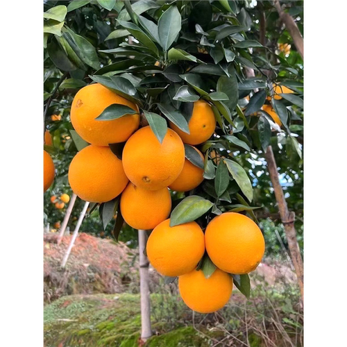 江西赣南脐橙苗嫁接纽荷尔