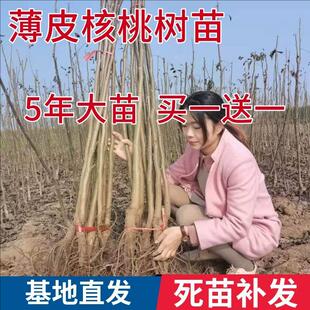 核桃树果苗嫁接8518纸皮薄皮核桃南北方种植地栽当年结果核桃树苗