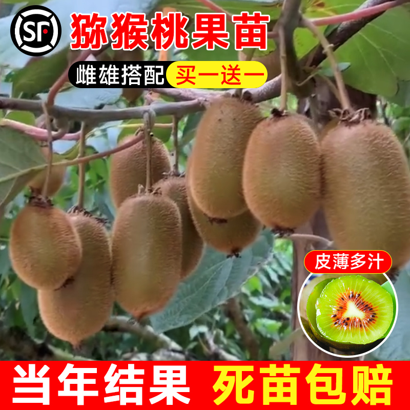 猕猴桃树果苗红心软枣徐香