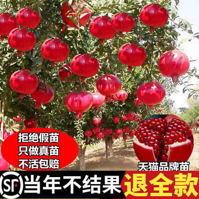 石榴树苗番突尼斯软籽无子