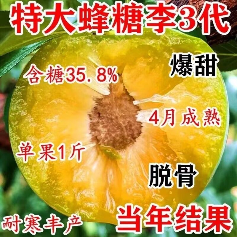 蜂糖李子树苗嫁接新品种特