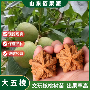 嫁接文玩核桃树苗王勇大五棱海星核桃苗青皮麻核桃树苗当年挂果