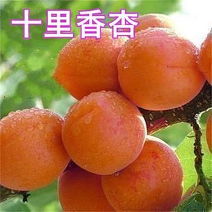 嫁接十里香杏树苗大杏子树苗果树苗木当年结果南北方适合种植果苗