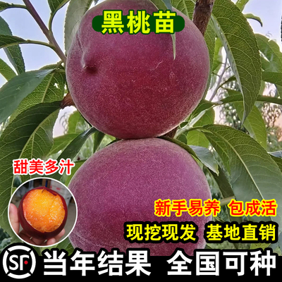 中华黑桃王树苗嫁接新品种