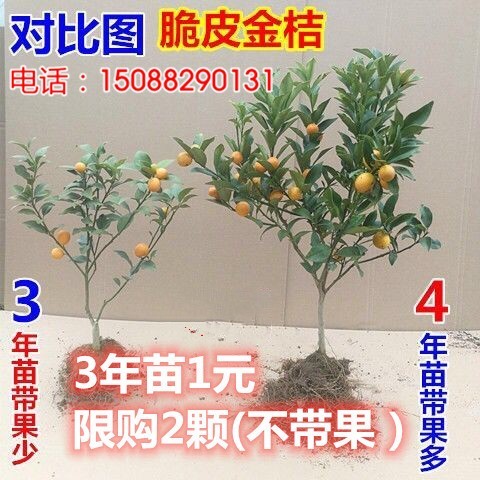 金桔盆栽树苗枣景四季带果