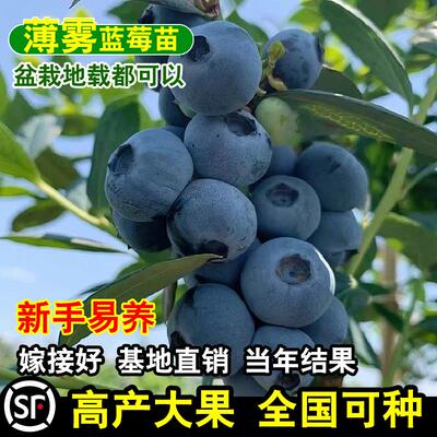 薄雾嫁接蓝莓苗带土南北方