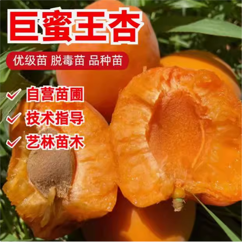 果树苗巨蜜王杏嫁接香甜