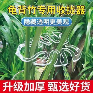 龟背竹支撑杆防倒伏支架水培植物固定器春雨富贵竹花茎枝干收拢器