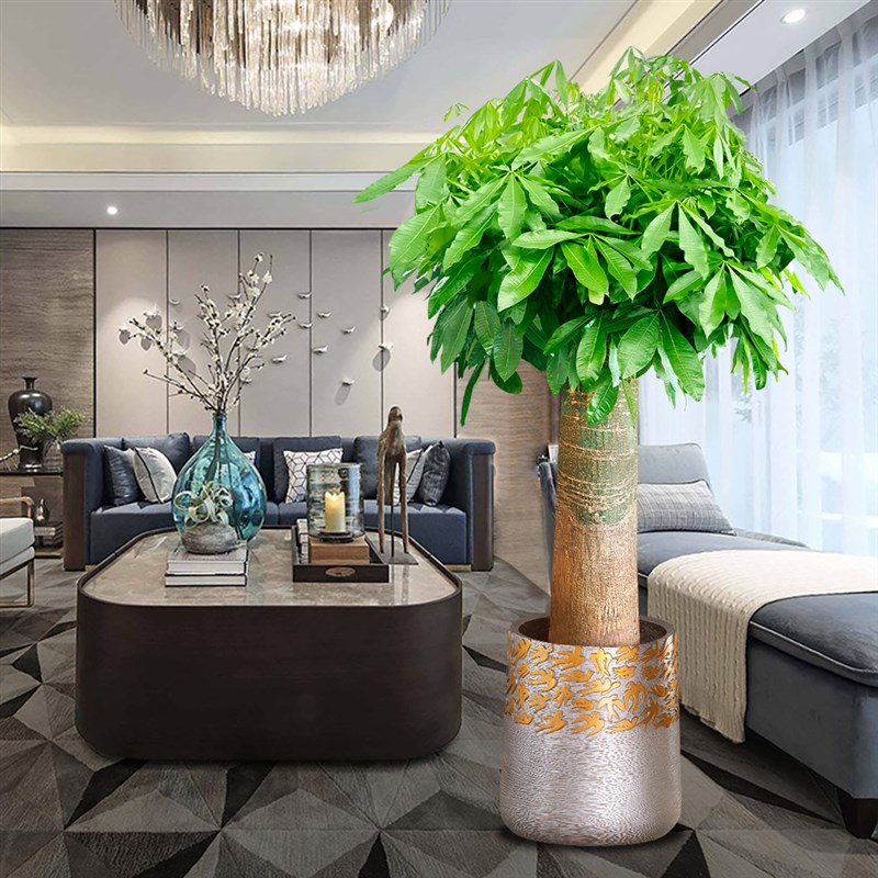 大棵超粗发财树盆栽室内大型招财树绿植客厅办公司室植物好养盆景