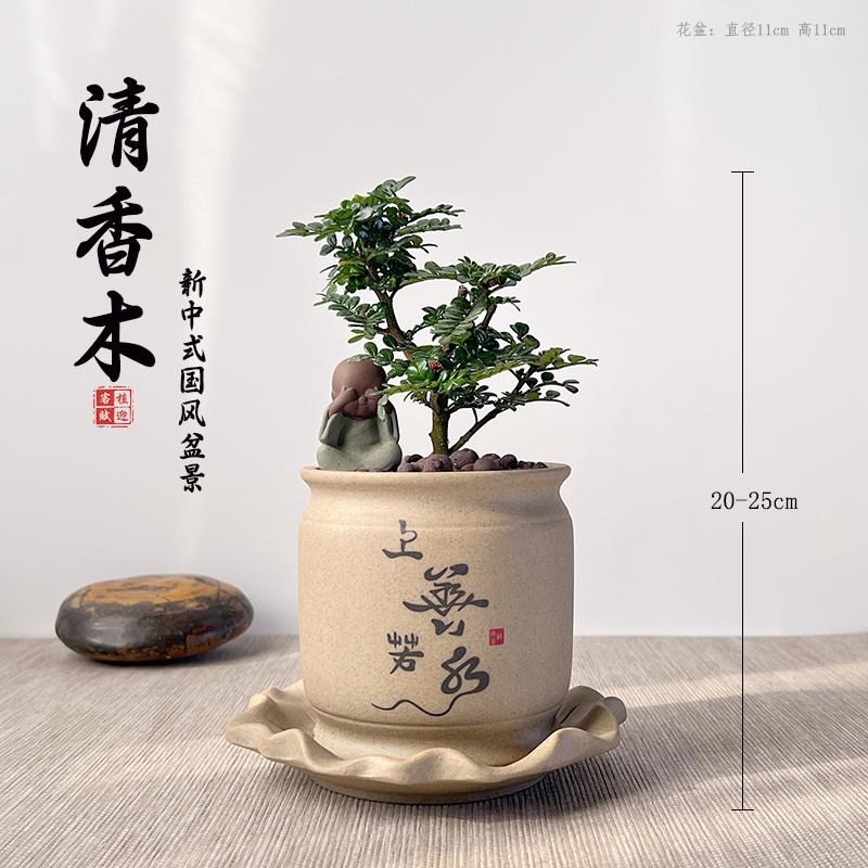 清香木观叶提神驱蚊室内新中式摆件F盆栽好养茶桌办公室造型小盆