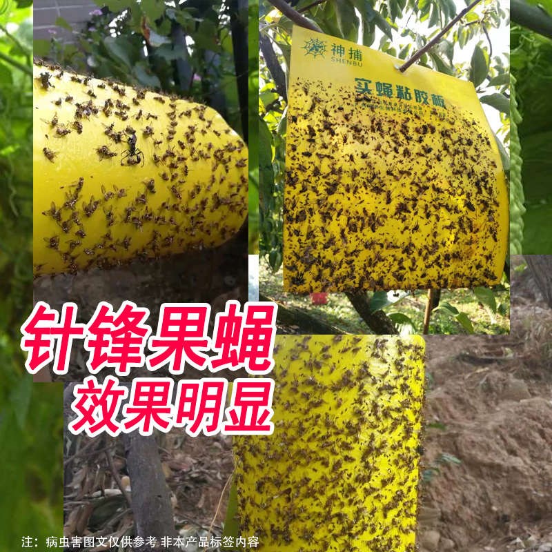 瓜果实蝇果园防虫捕针老牌粘胶农用果蝇板板粘虫实蝇贴神板粘蜂诱