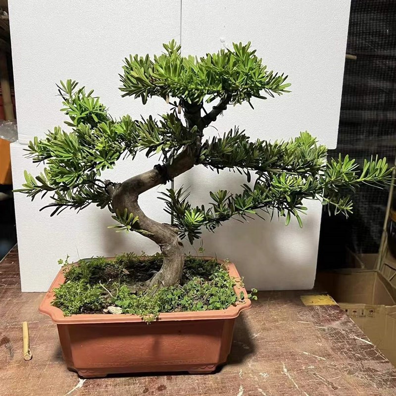 小叶罗汉松盆景树桩办公室客厅茶几桌面阳台盆栽室内绿植除甲醛