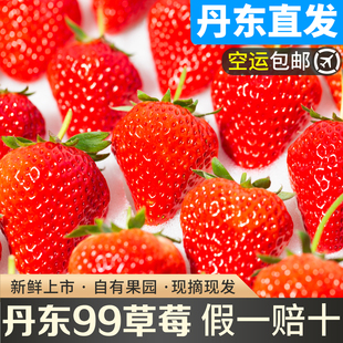 丹东草莓新鲜水果应季 红颜99草莓3九九牛奶奶油大甜草莓5久久礼盒
