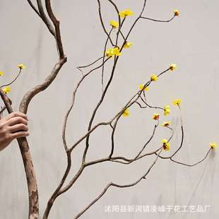 天然干绿树枝商装场饰造型树枝干室内215枯插花造景仿真植梅花枝