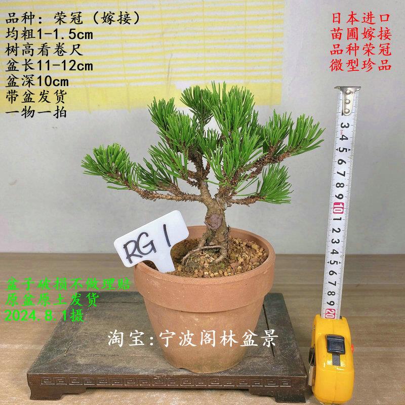 日本五叶松品种荣冠黑松瑞光大阪松盆景微型珍品高档盆栽四季常青