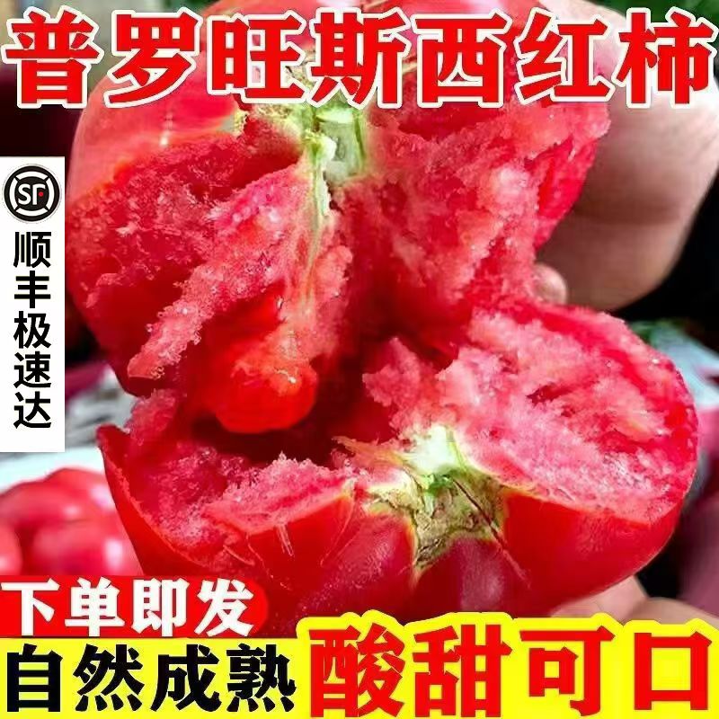 陕西泾阳普罗旺斯孕妇水果当季沙瓤西红柿自然熟新鲜生吃番茄蔬菜