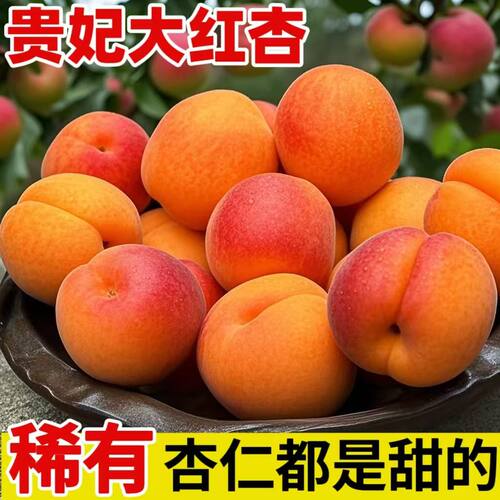 陕西胭脂杏子 贵妃红杏 新鲜水果酸甜 自然熟大黄杏蜜杏小红杏5w