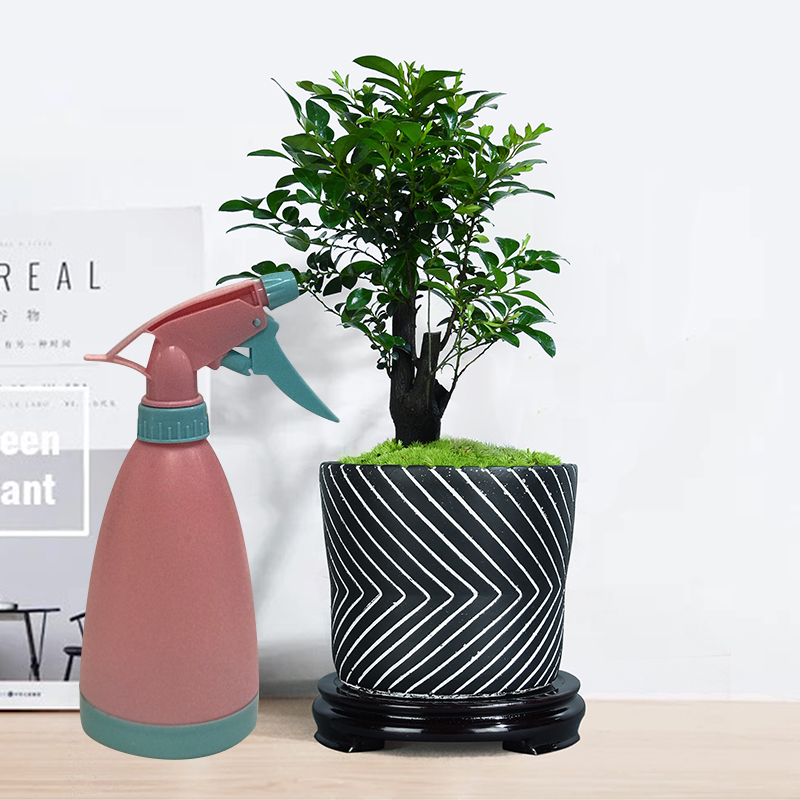 小叶紫檀盆景榆树室内植物镇宅黑骨茶四季长青耐阴办公室创意小盆