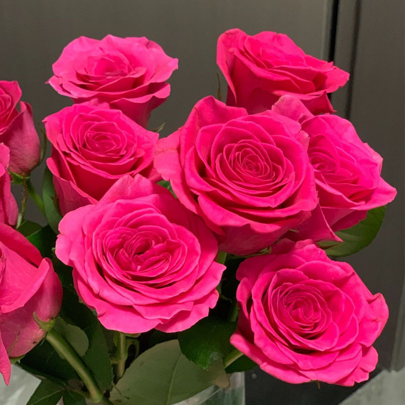 弗洛伊德玫瑰花大苗盆栽桃红色大花四季切花月季阳台庭院花卉绿植