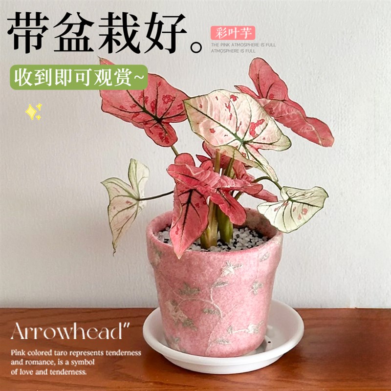 草莓之心彩叶芋盆栽种球网红绿植室内芋类植物花卉粉色阳台好养活