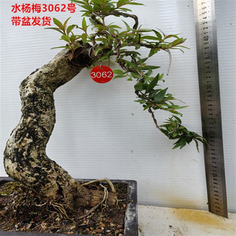 水杨梅盆景自然天然水培鱼缸造景水石榴开花香带盆栽好实物发货