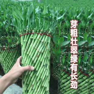 常青带净化空气根室内竹竹招财转运竹 手工编织水培绿植富贵竹四季