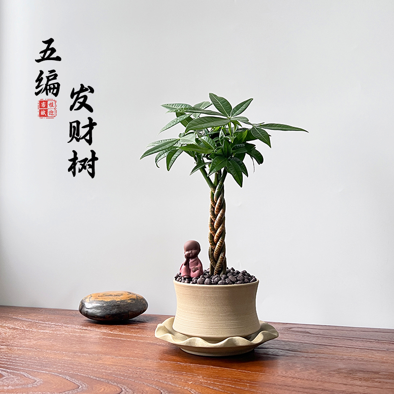 新中式五辫发财树造型五编招财盆栽绿植吸甲醛室内办公室好养植物