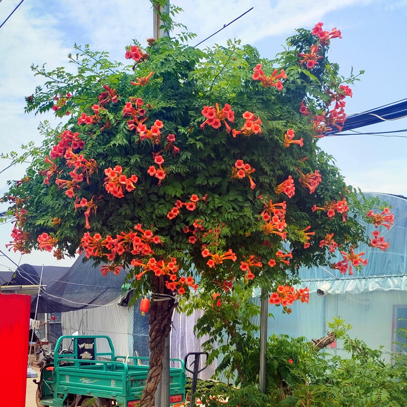 凌霄花树苗盆栽爬藤攀援植物阳台庭院耐寒花期长地栽耐热炮仗花苗