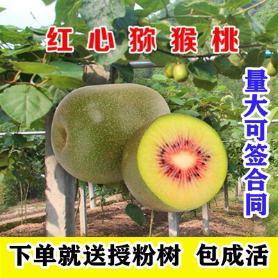 四川红心奇异果树苗嫁接南