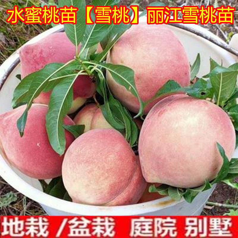 嫁接桃树苗 水蜜桃苗【雪桃】丽江雪桃苗 美猴王冬桃苗 晚熟桃苗
