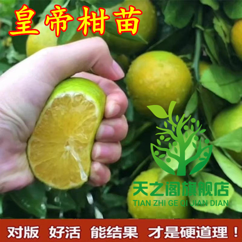 早熟皇帝柑苗正宗广东德庆肇庆贡柑橘贡橘子果树苗当年结果常绿