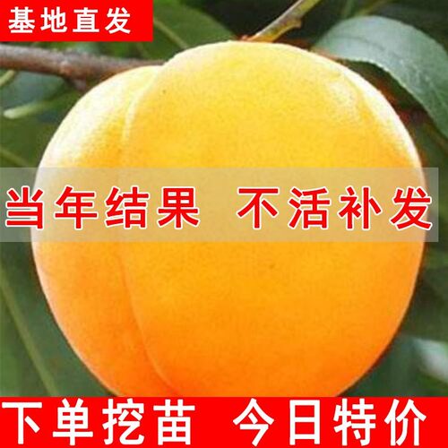黄桃树苖果苗嫁接冬油南方