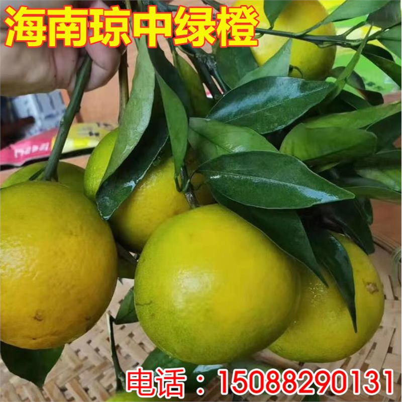 正宗海南琼中绿橙树苗橙子橙树树苗冰糖橙甜橙苗树苗南方种植嫁接