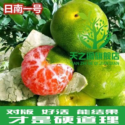 新品种青皮蜜桔苗日南一