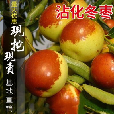 枣树苗嫁接沾化冬大荔盆栽