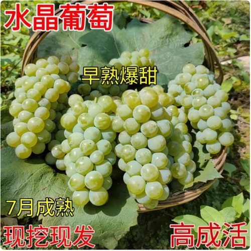 爬藤水晶葡萄树苗南方北无