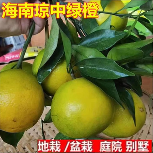 正宗海南琼中绿橙树苗橙子橙树树苗冰糖橙甜橙苗树苗南方种植嫁接