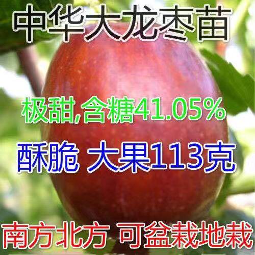 特大冬枣树活苗带土当年结果超甜沾化冬枣庭院盆栽地栽枣树果苗
