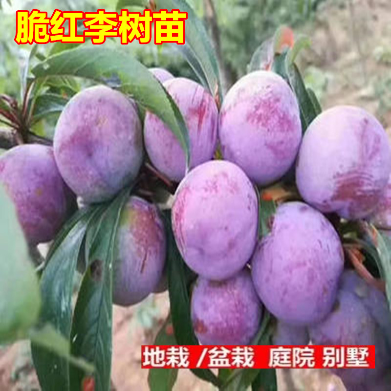 脱骨樱桃红脆李甜子果树