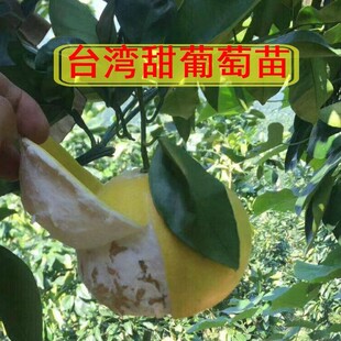 台湾甜葡萄柚苗 黄心柚苗 鸡尾葡萄柚苗 黄金葡萄柚嫁接果树苗