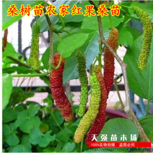 南方北方种植果树苗 桑树苗农家红果桑苗 果桑树苗 盆栽地栽苗