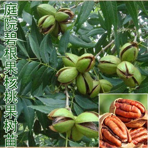 树苗南方美国结果核桃苗碧根种植嫁接苗当年苗北方长寿核桃果果树