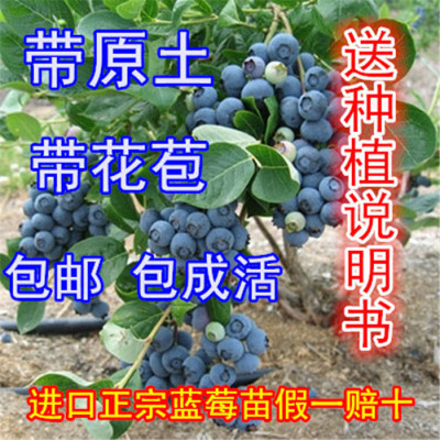2颗包邮盆栽蓝莓苗树结果