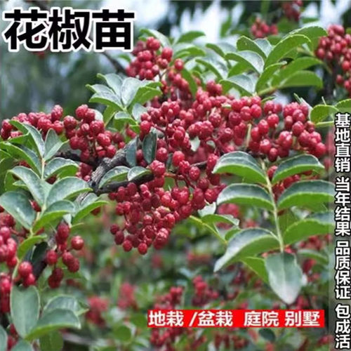 大红袍花椒苗树食用盆栽地